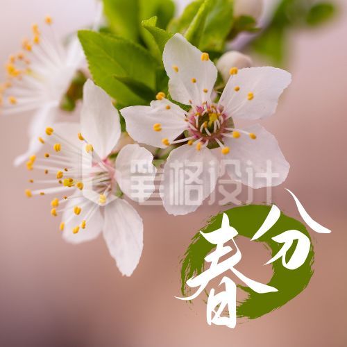 春分节气春暖花开梨花实景公众号次图