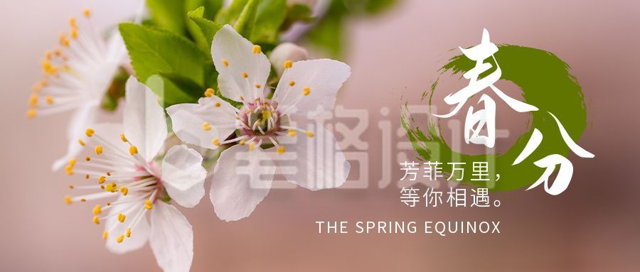 春分节气春暖花开梨花实景公众号首图