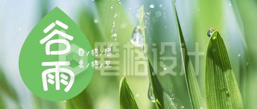 谷雨节气春雨露珠清新实景美图公众号首图