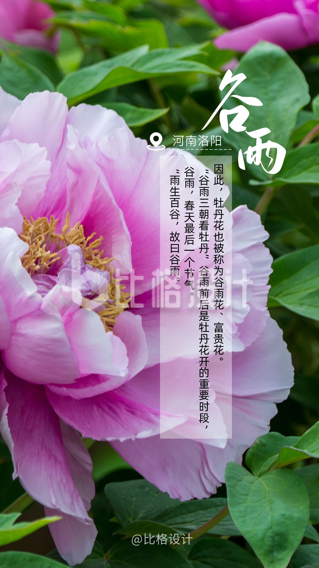 谷雨节气赏牡丹花实景美图手机海报