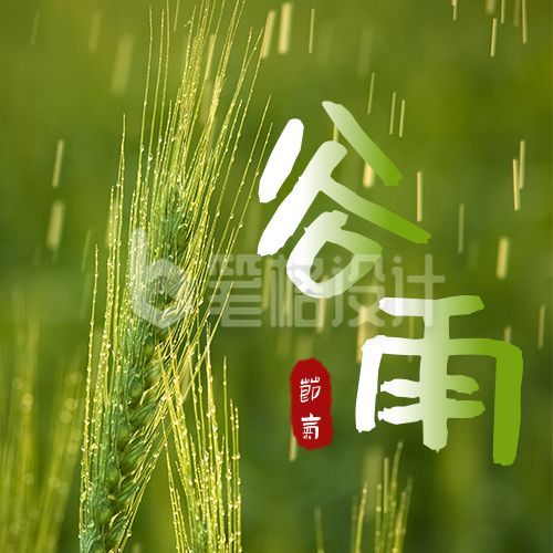 谷雨节气实景麦穗问候祝福公众号次图