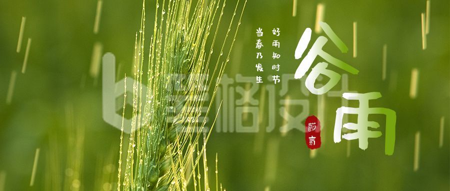 谷雨节气实景麦穗问候祝福公众号首图