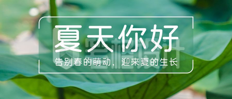 夏天你好问候祝福清新实景荷叶公众号首图