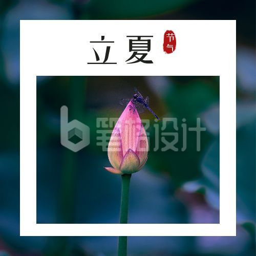 简约荷花蜻蜓实景二十四节气立夏公众号封面次图