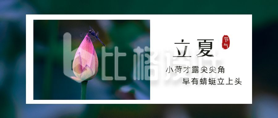 简约清新荷花实景二十四节气立夏公众号封面首图