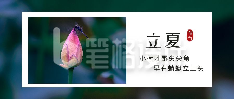 简约清新荷花实景二十四节气立夏公众号封面首图