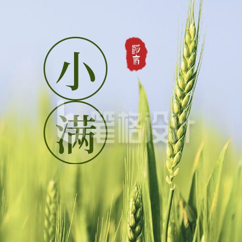 绿色简约实景二十四节气小满节气实景小麦祝福公众号次图