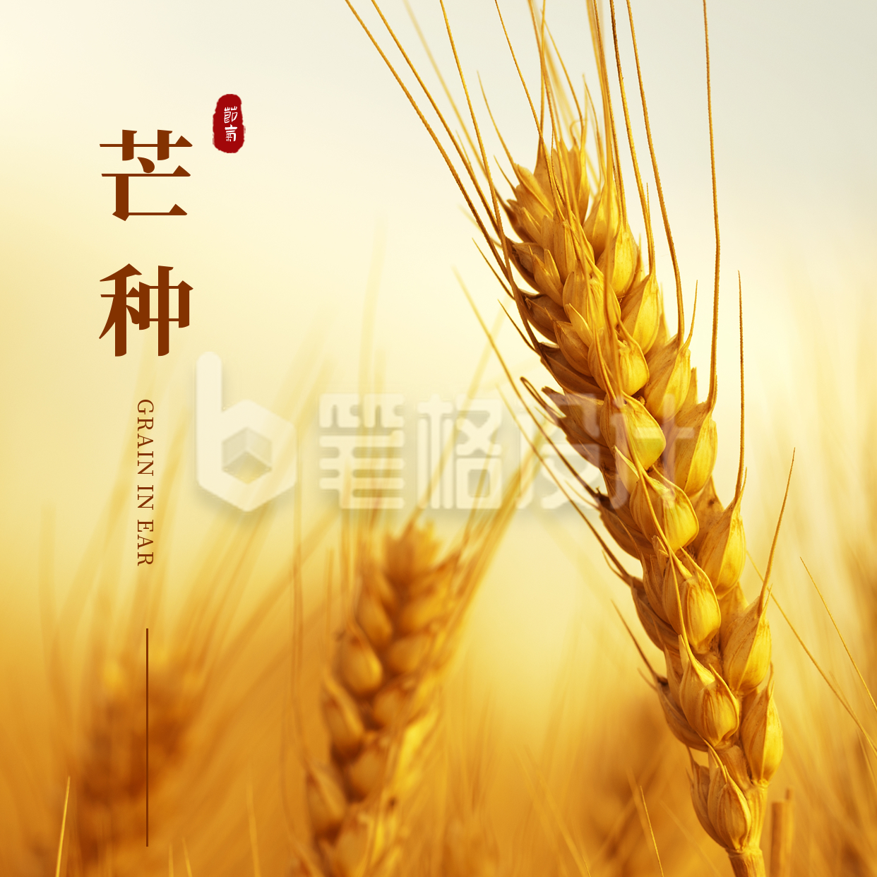 芒种实景麦子方形海报 芒种实景麦子方形海报