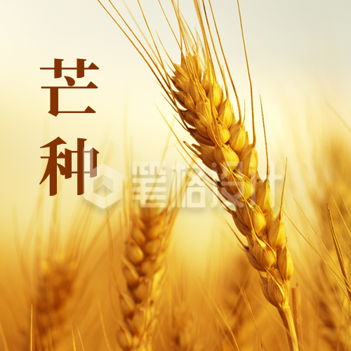 芒种实景麦子公众号次图 芒种实景麦子公众号次图