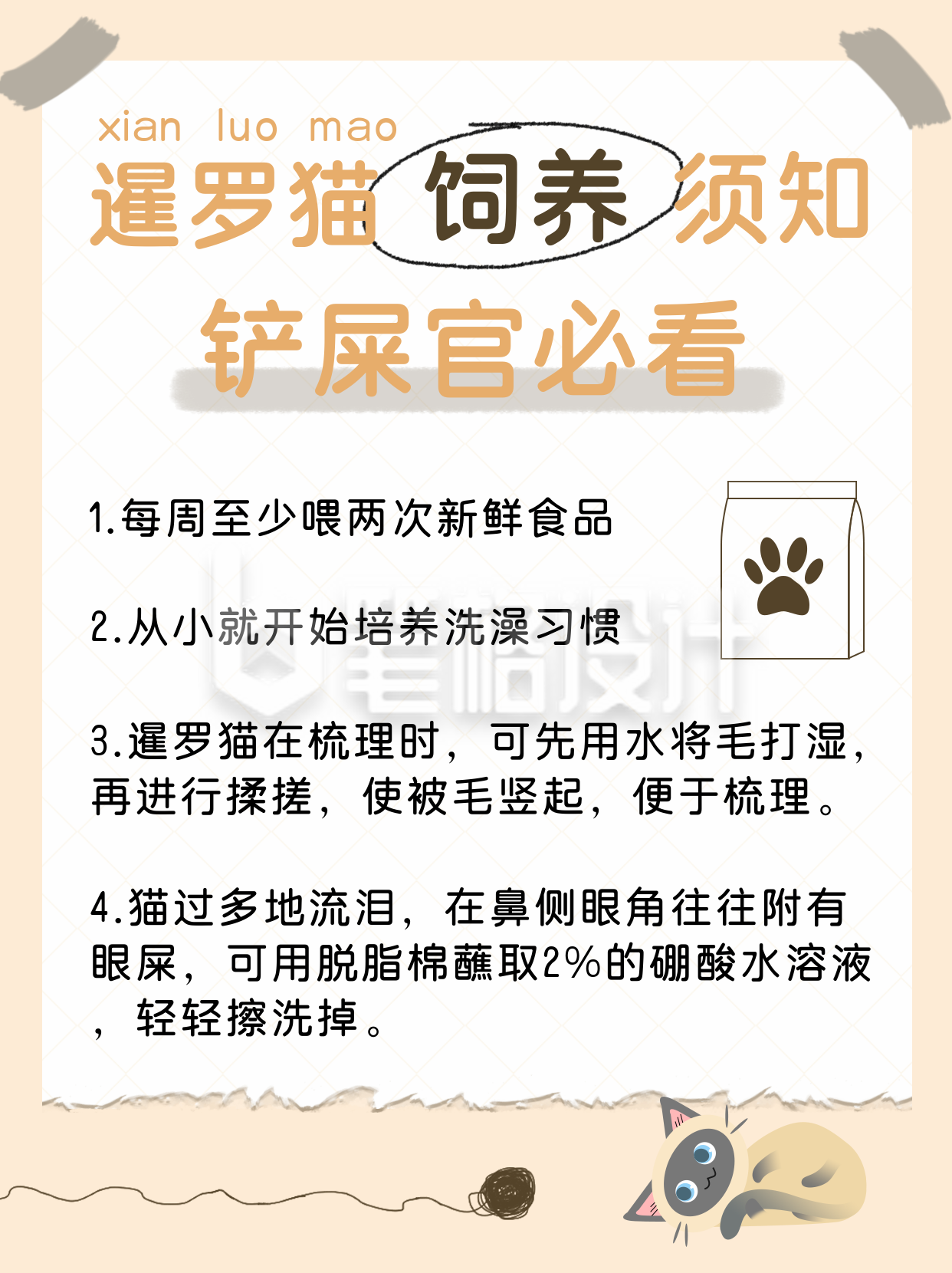 动物科普暹罗猫饲养须知手绘小红书封面