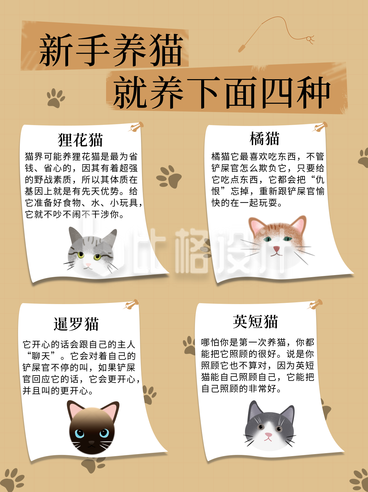 动物科普新手养猫推荐小红书封面