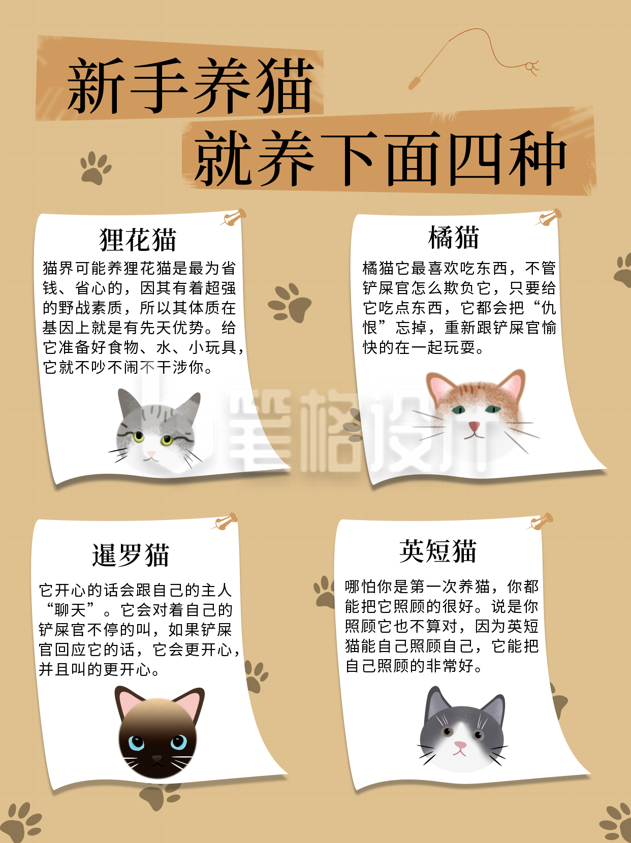 动物科普新手养猫推荐小红书封面