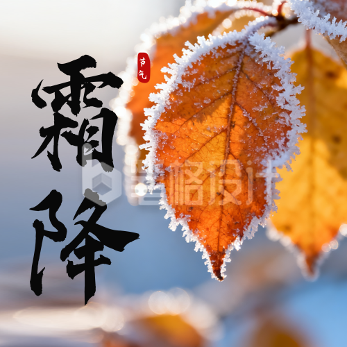 霜降节气实景树叶公众号次图