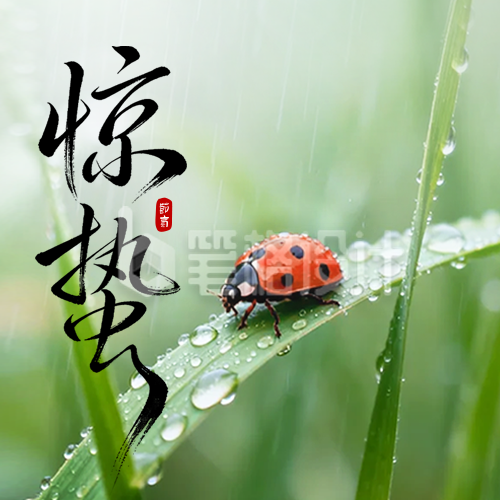 惊蛰实景祝福公众号次图