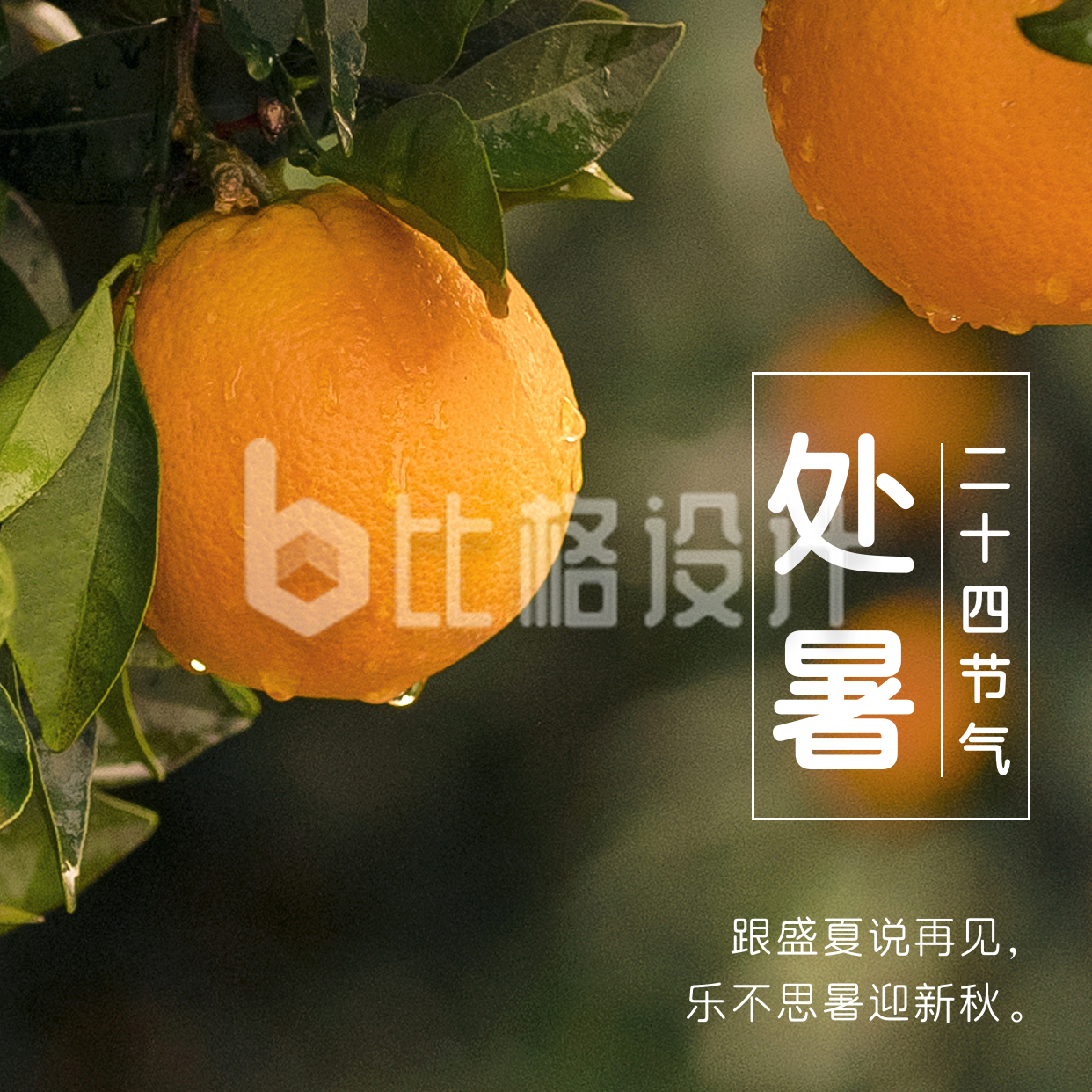 处暑橘子实景节气方形海报