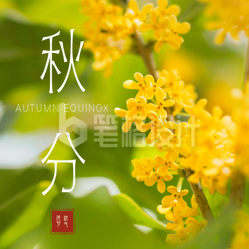 秋分节气桂花实景公众号次图