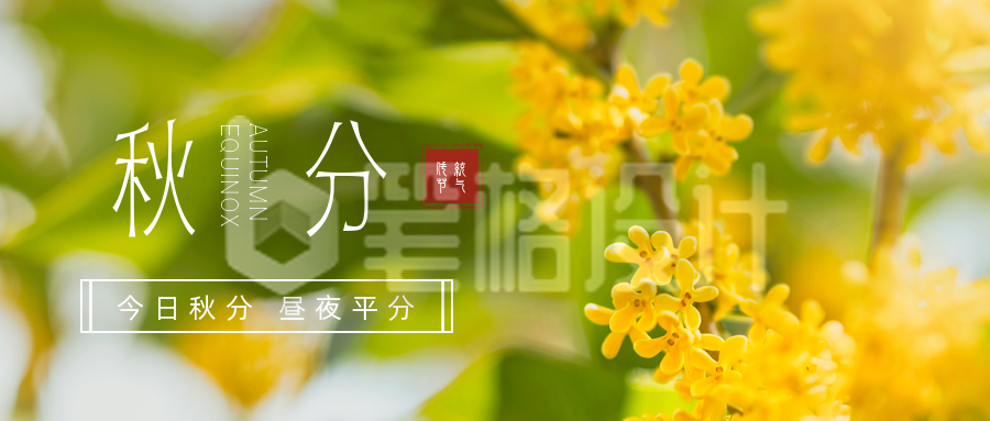 秋分节气桂花实景公众号首图