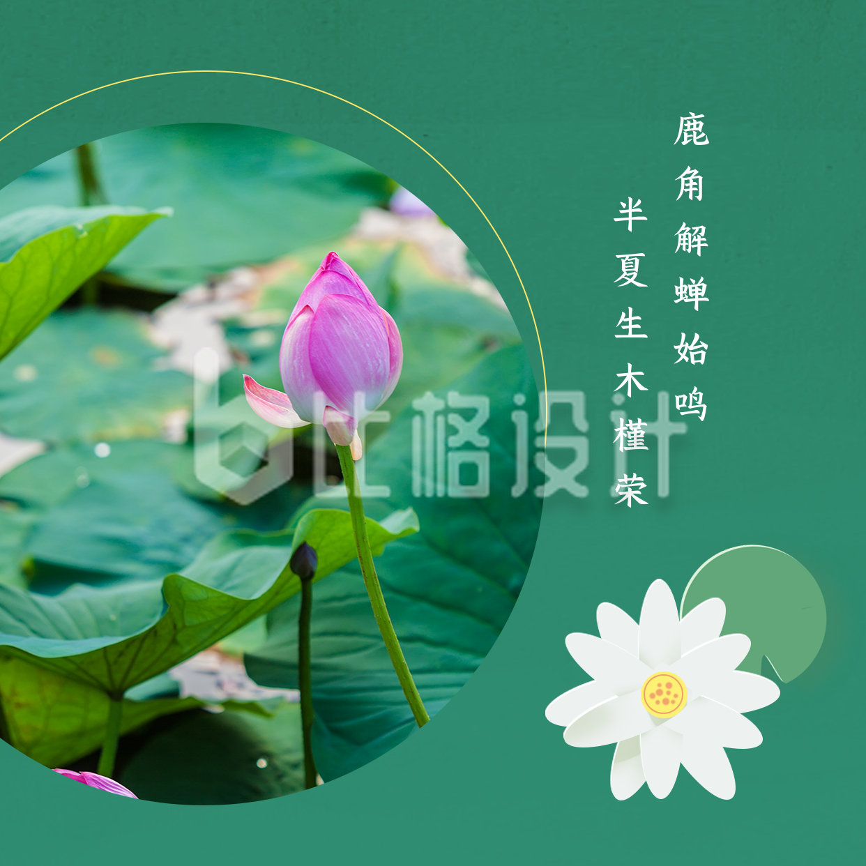 中国传统二十四节气夏至实景荷花方形海报