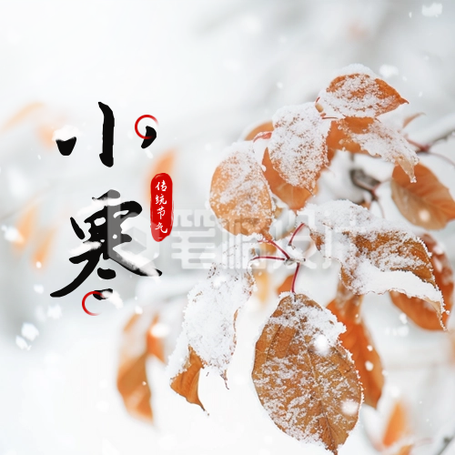 小寒节气冬季霜雪树叶实景封面次图