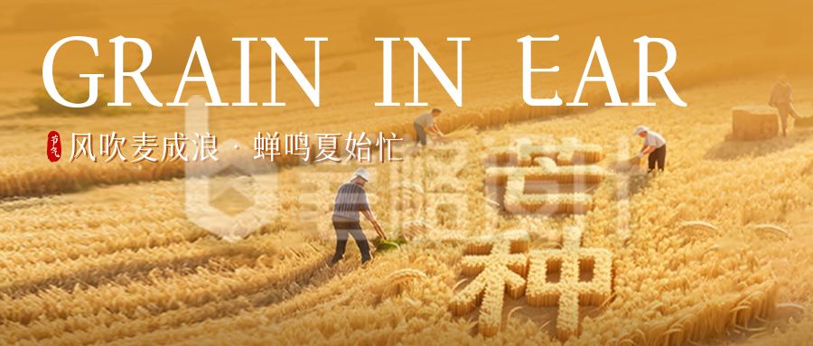 芒种节气创意祝福公众号首图