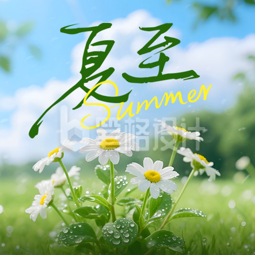 夏至节气小雏菊实景渐变宣传封面次图 夏至节气小雏菊实景渐变宣传封面次图