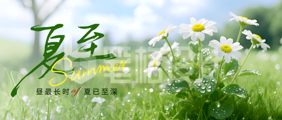 夏至节气小雏菊实景渐变宣传封面首图 夏至节气小雏菊实景渐变宣传封面首图
