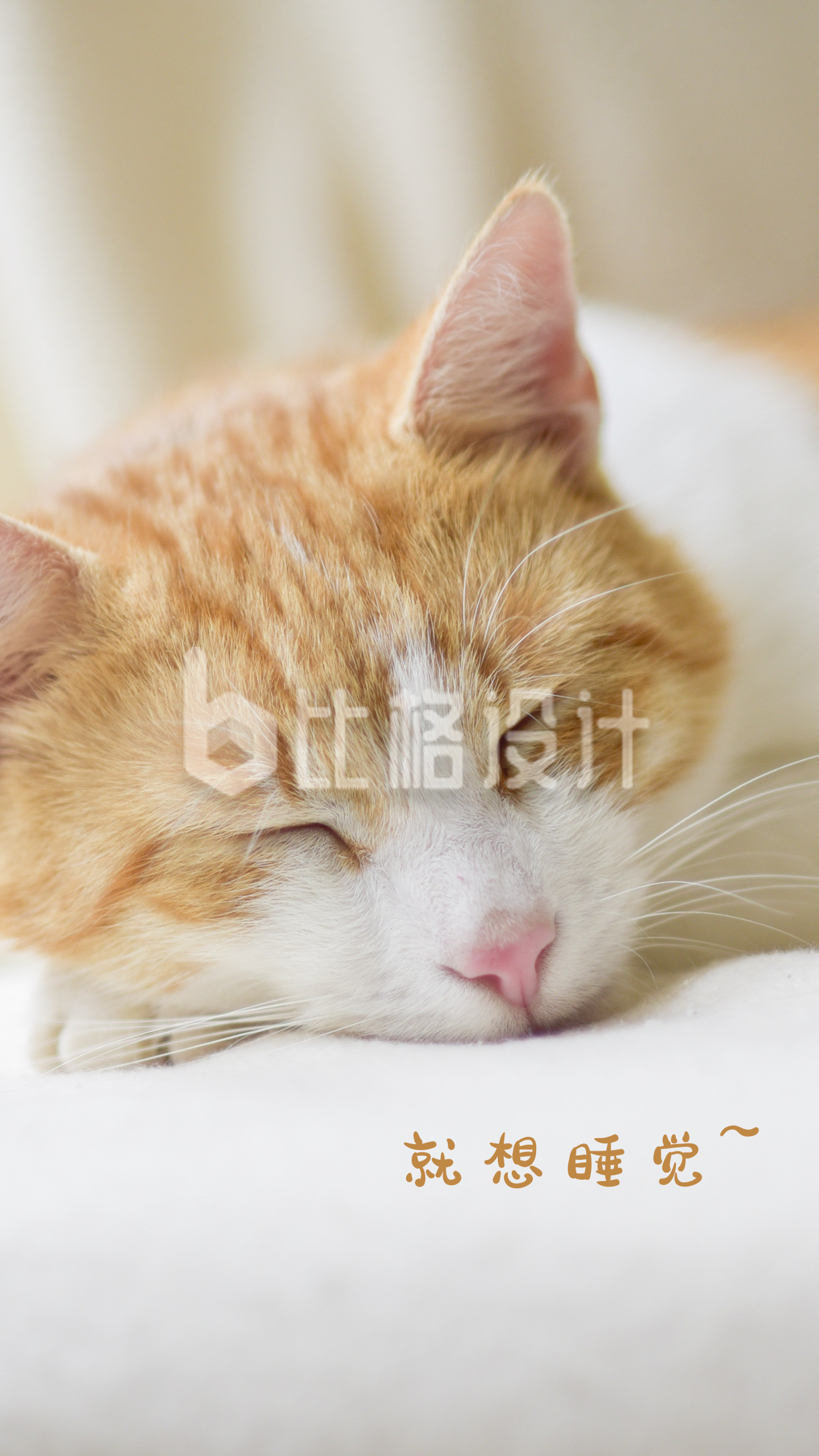治愈可爱萌宠睡觉的猫咪手机壁纸
