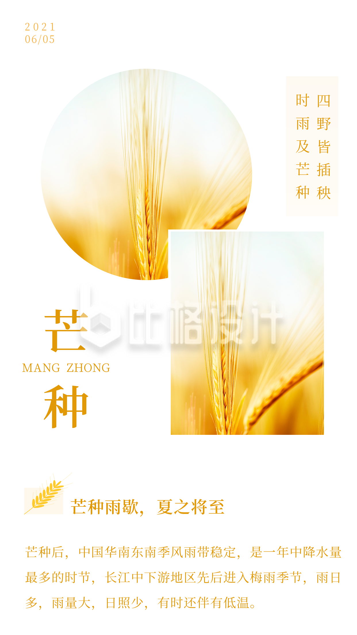 黄色简约文艺小麦实景二十四节气芒种竖版配图