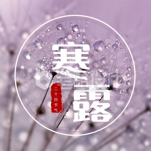 紫色二十四节气寒露公众号次图