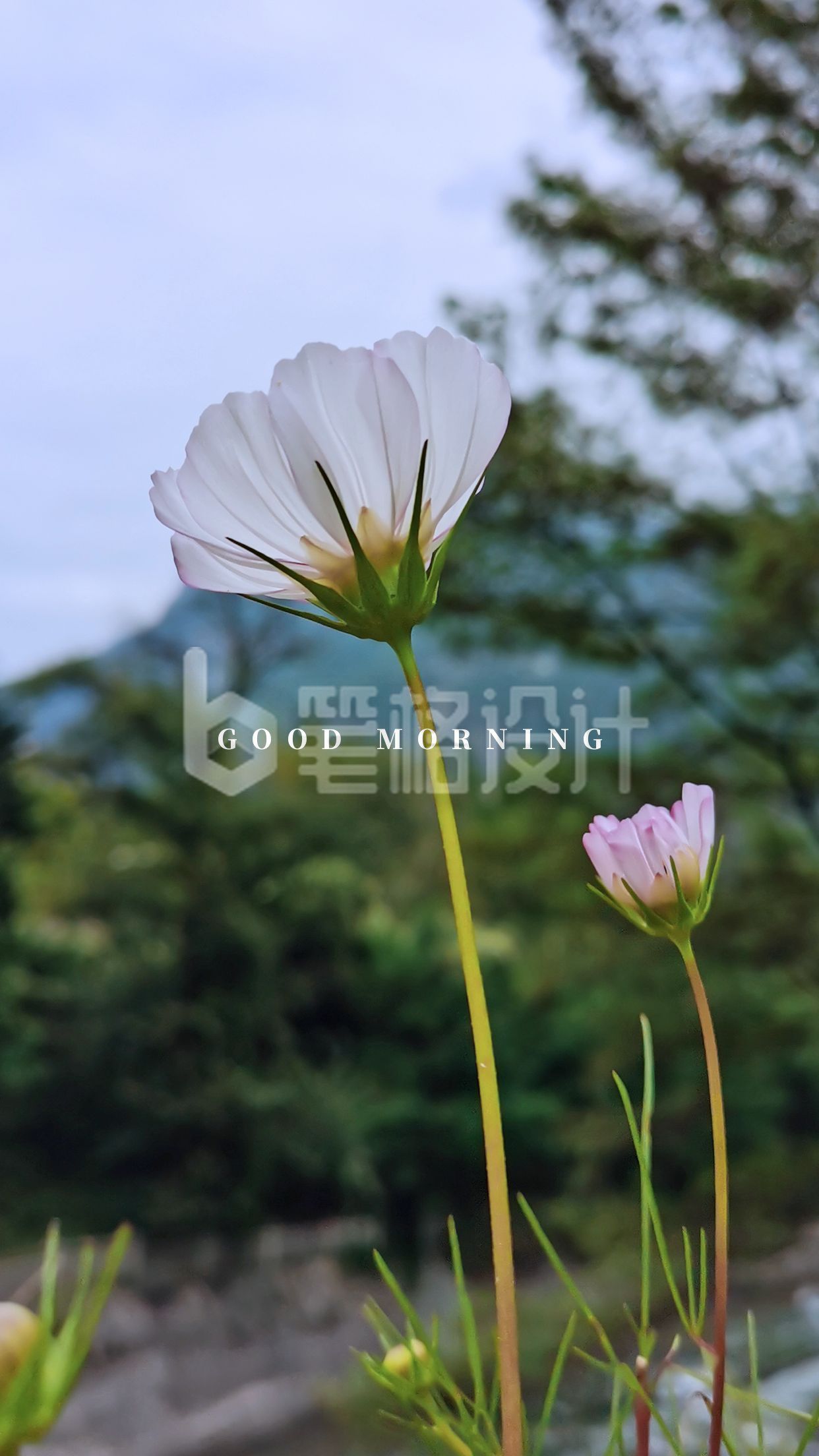 文艺唯美清新摄影美图格桑花白色小花手机壁纸