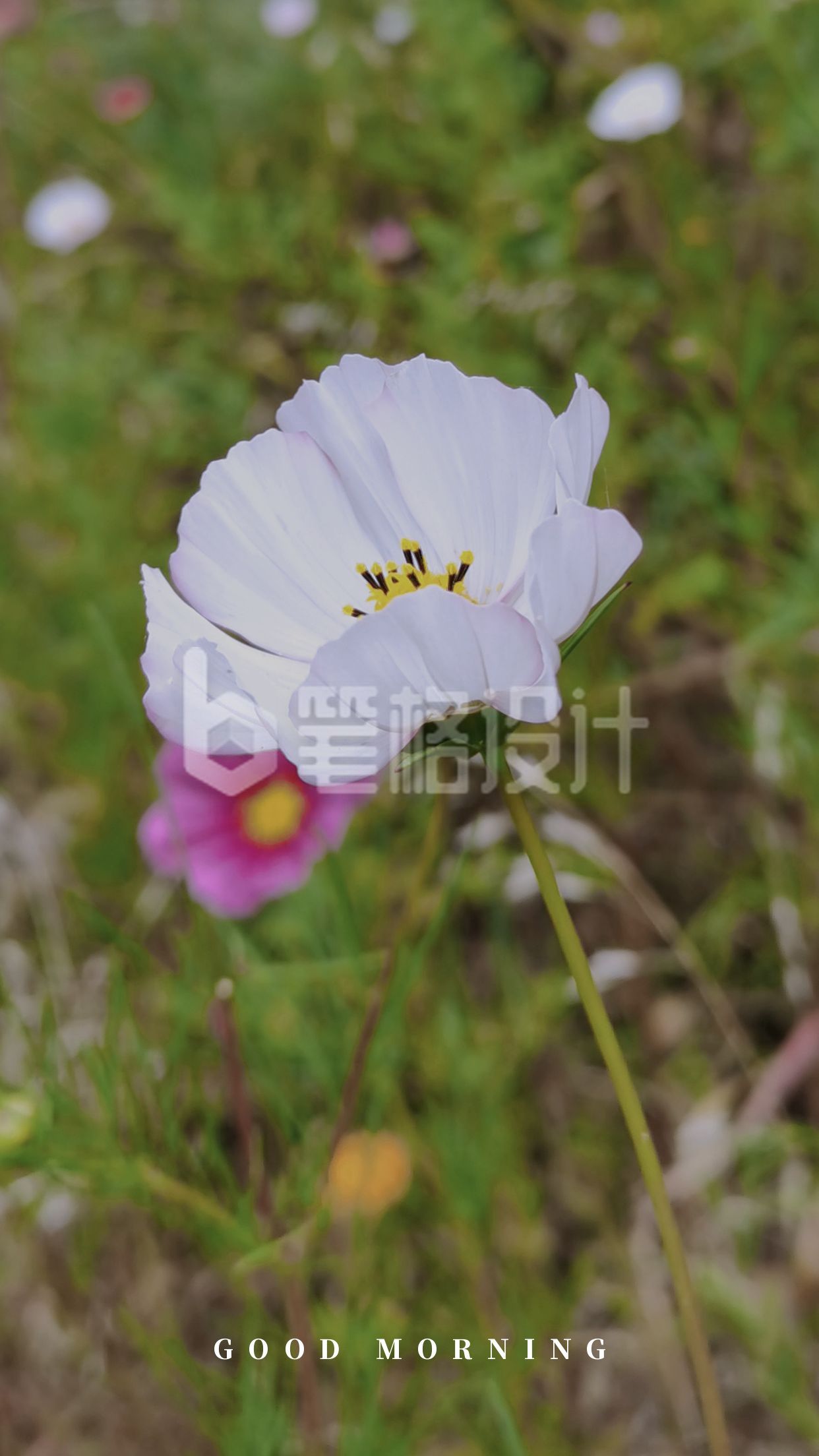 简约清新摄影美图格桑花白色小花手机壁纸