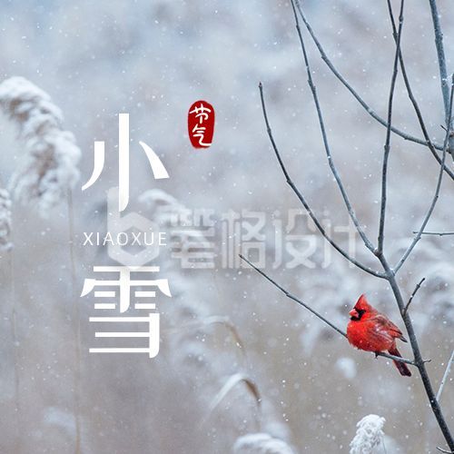 二十四节气小雪清新实景芦苇小鸟公众号次图