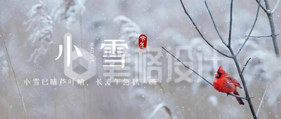 清新实景芦苇小鸟二十四节气小雪公众号首图