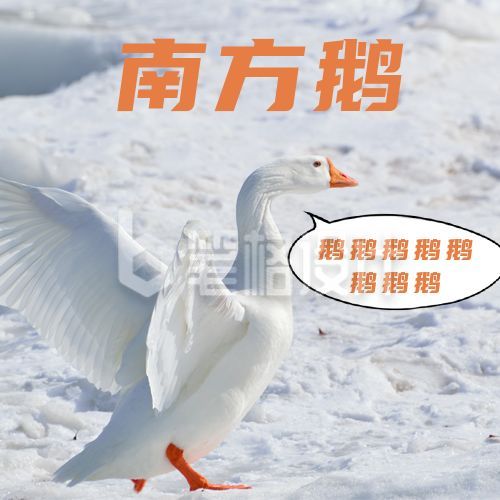 冬日雪景大鹅南方鹅下雪鹅叫趣味公众号次图