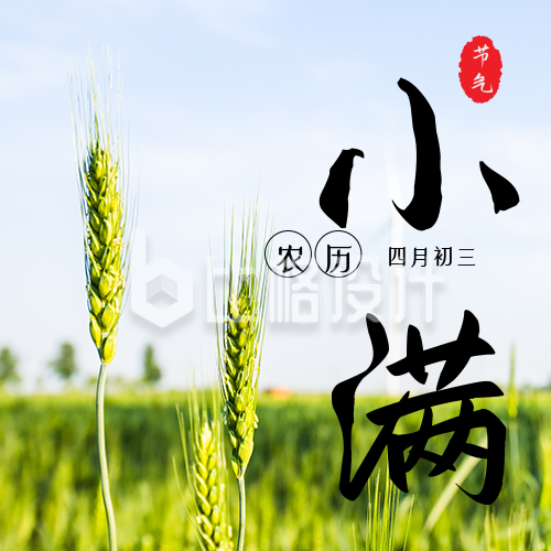 中国二十四节气小满夏季水稻实景公众号封面次图