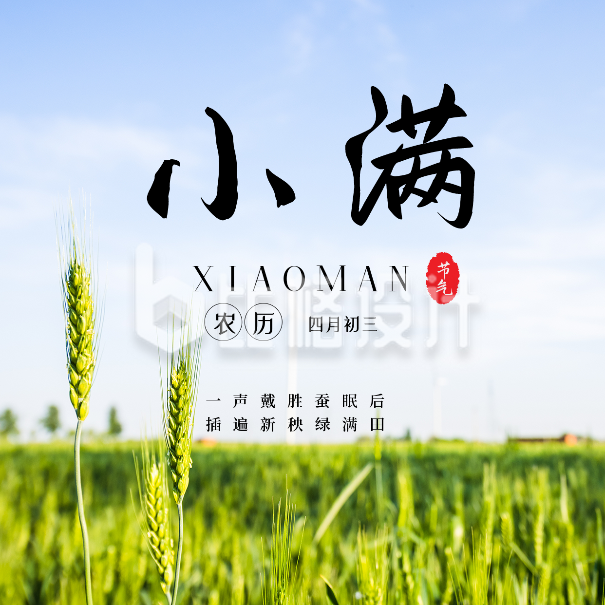 中国二十四节气小满夏季水稻实景方形海报