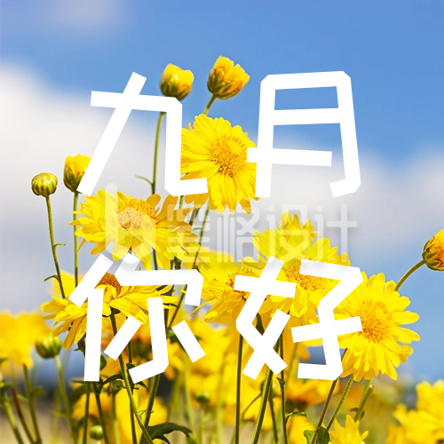 你好九月实景雏菊日签公众号次图