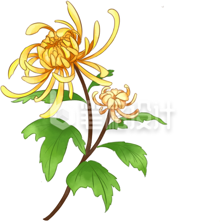 菊花手绘