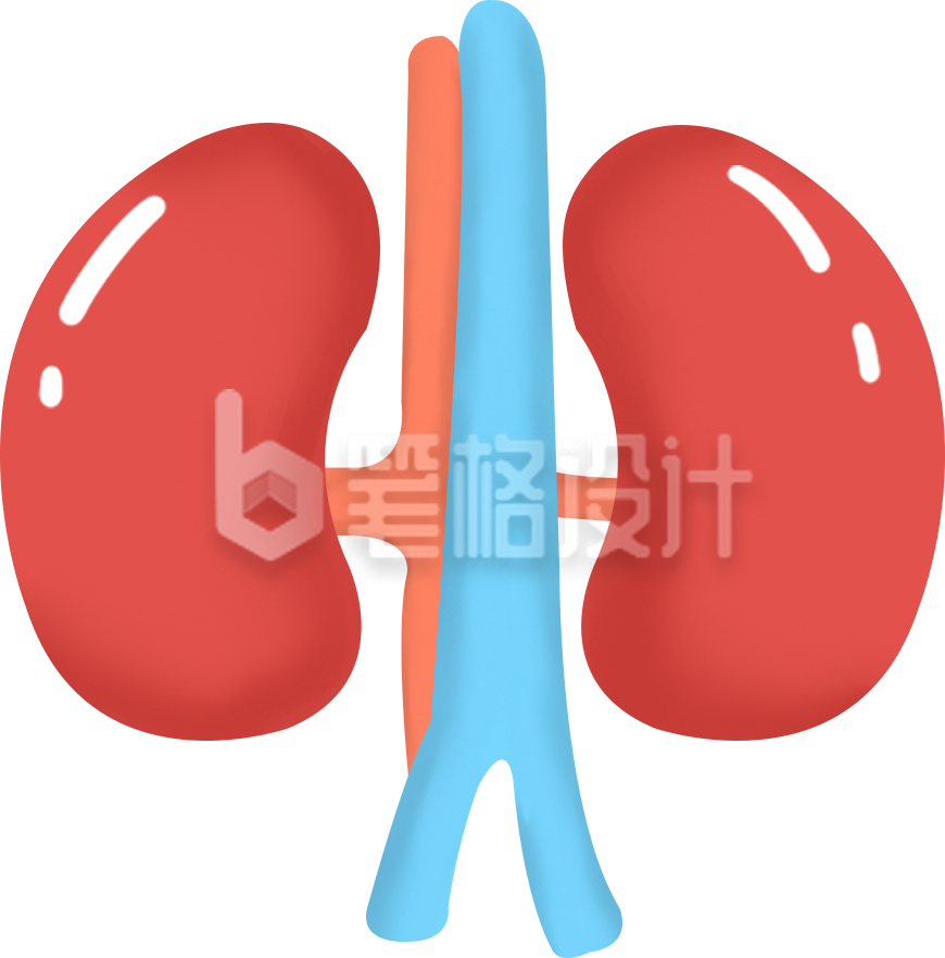 人体重要器官肾脏 医学科普宣传插图