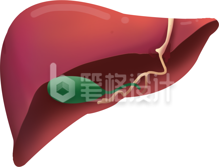 医疗肝脏器官手绘插画