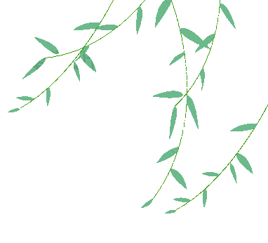 柳树飘动