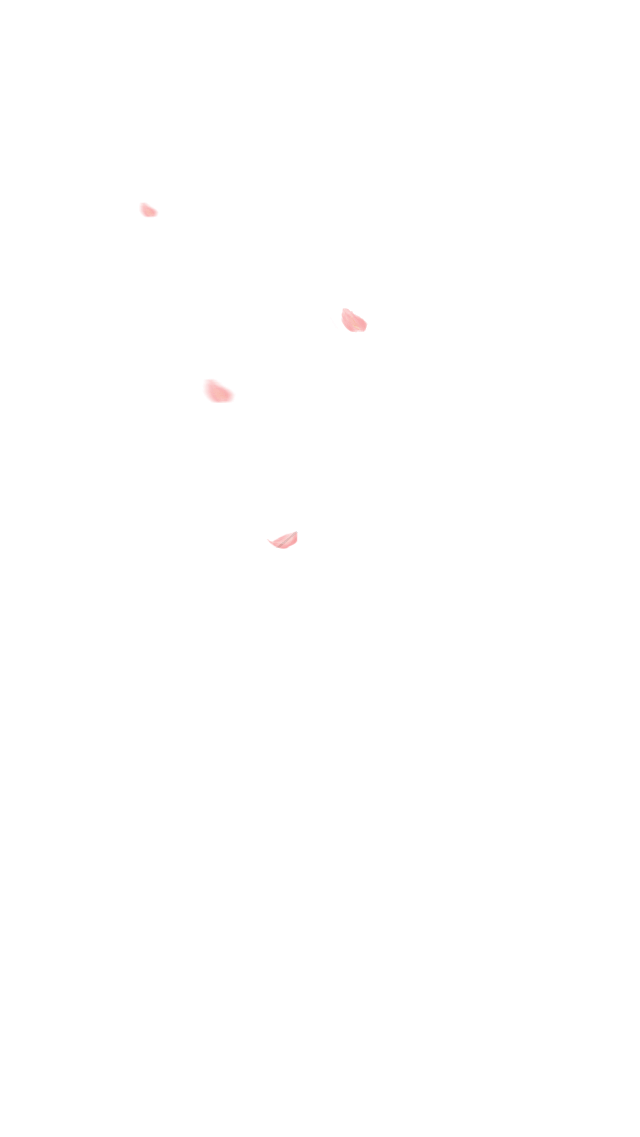 樱花飘落