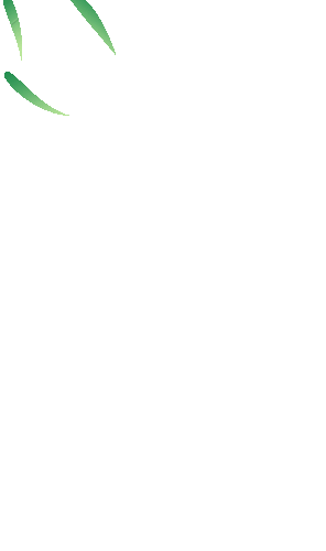 粽叶