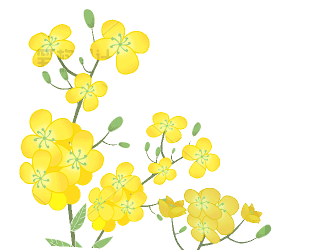 油菜花
