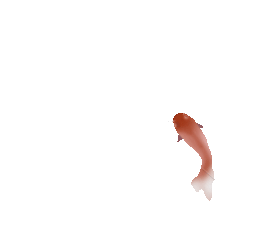 锦鲤