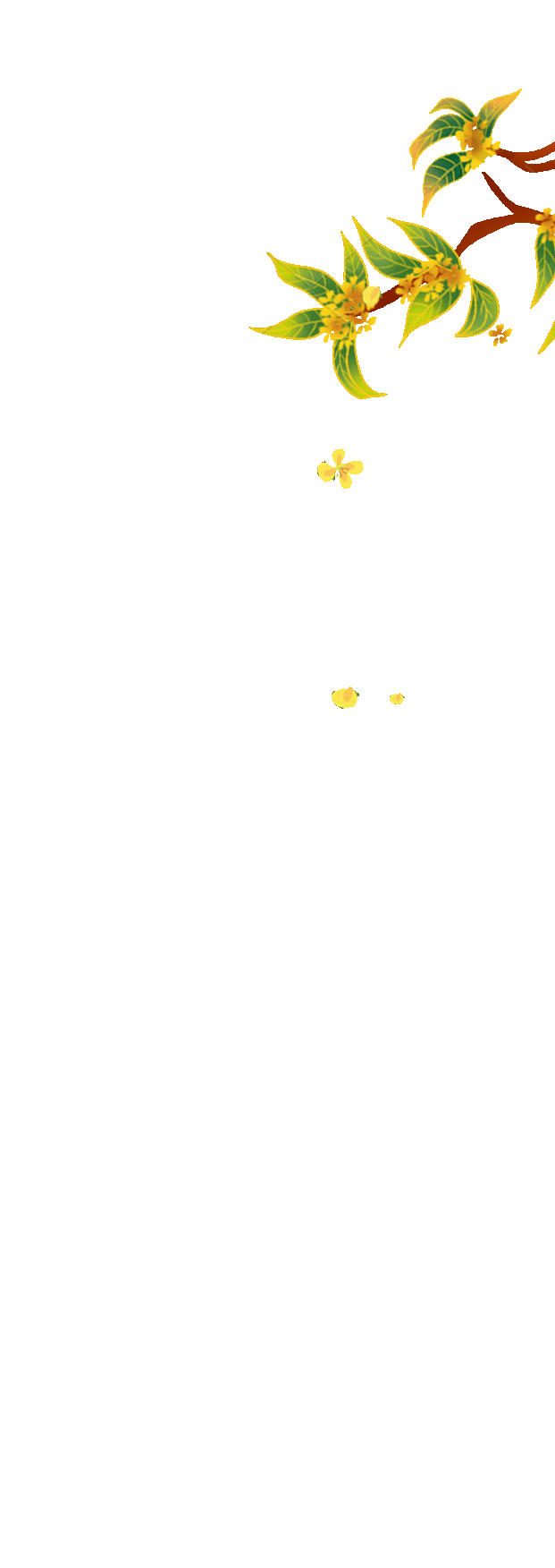 桂花