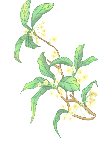 桂花