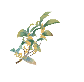桂花