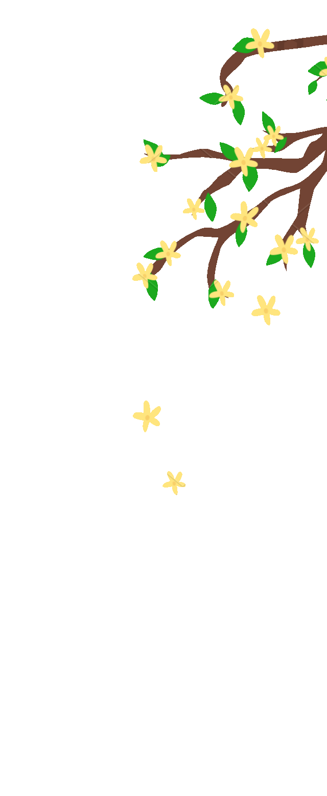 桂花树