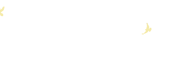 鸽子
